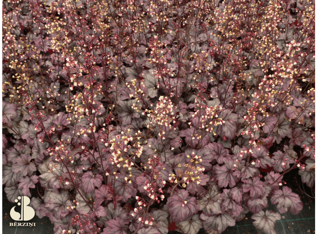 Heuchera   'Plum Royale'